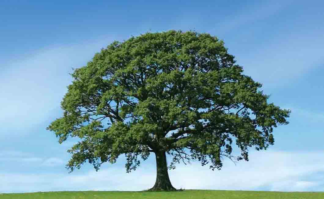 Image of tree.